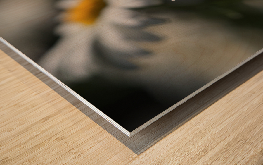 Marguerites Impression sur bois