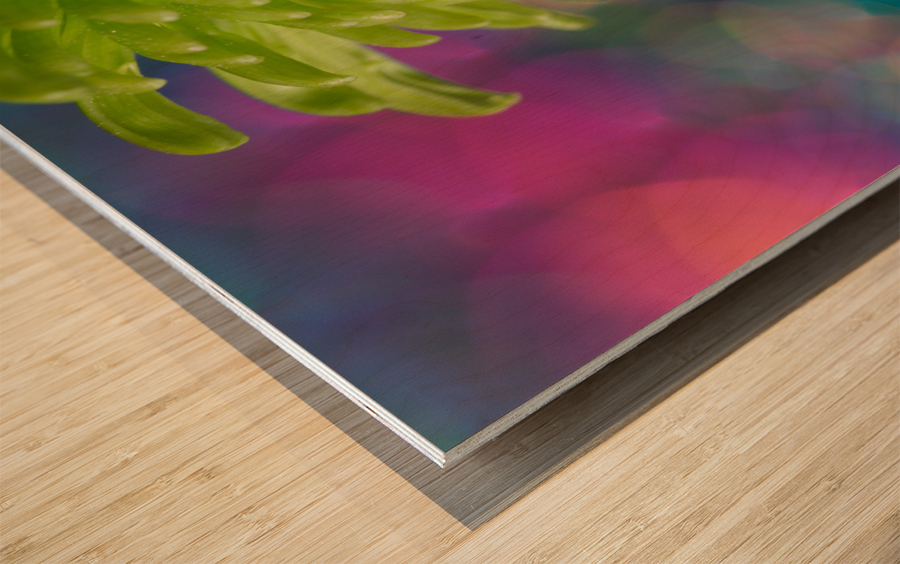 Green Chrysanthemum Wood print