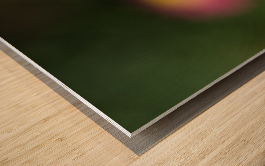 Strawflower Wood print