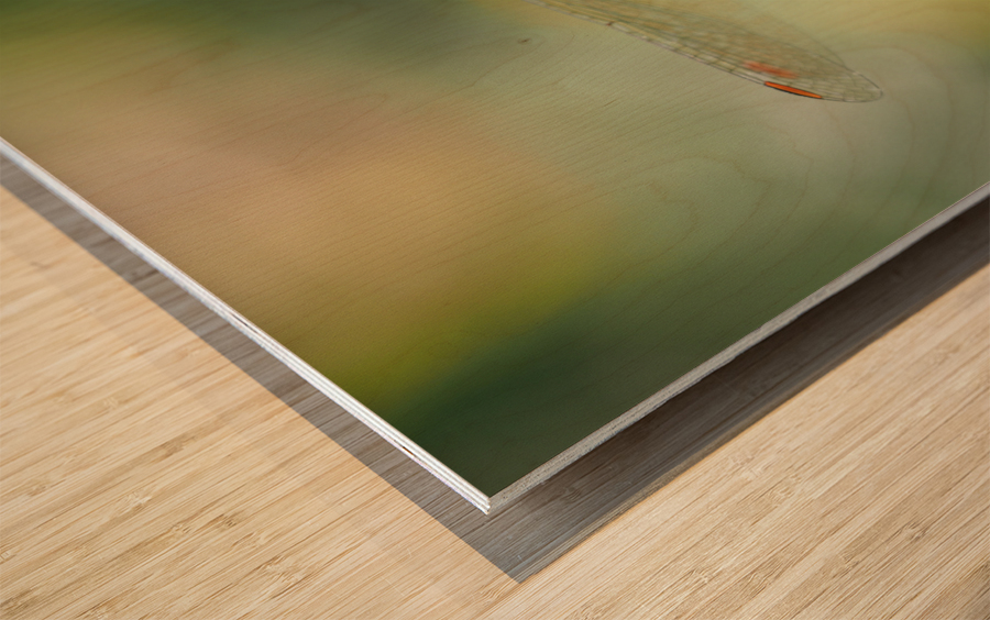 Dragonfly Wood print