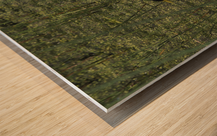 Sauve Qui Peut Wood print