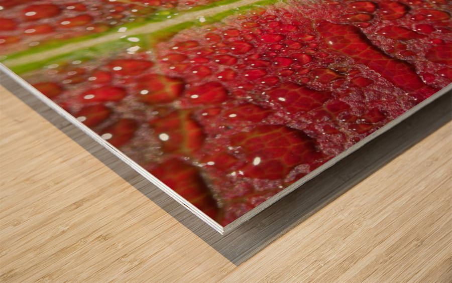 Maple Leaf Wood print