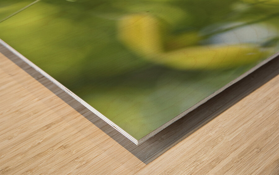 Golden Tiara Wood print