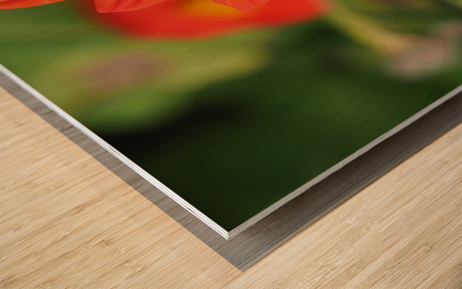 Red Dahlia Wood print