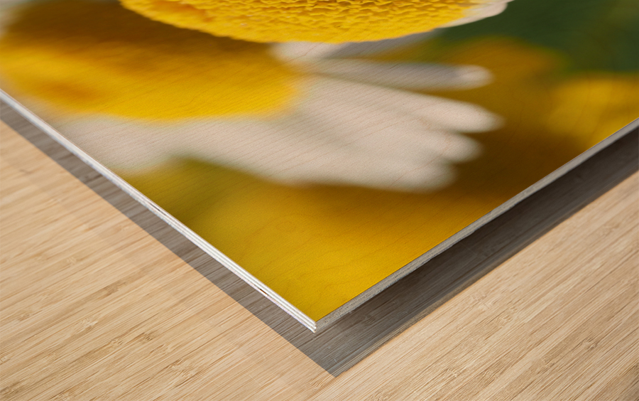 Chamomile Wood print