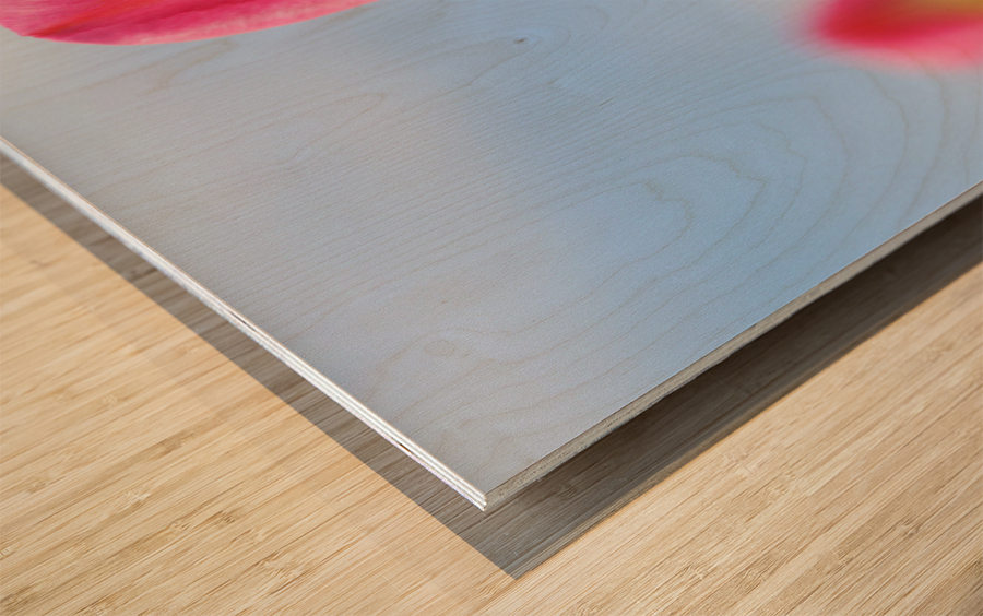 Pastel Tulips Wood print