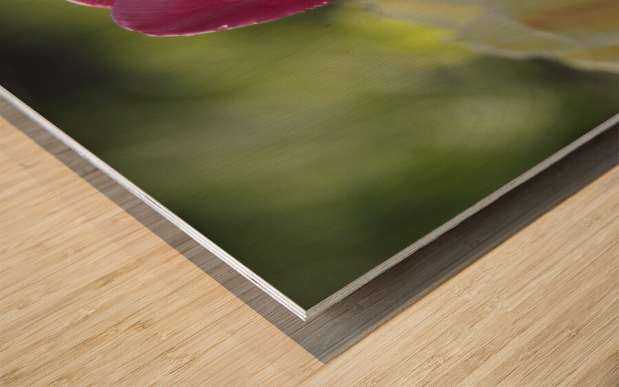 Simple Beauty Wood print