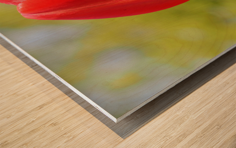 Pop of Color Wood print