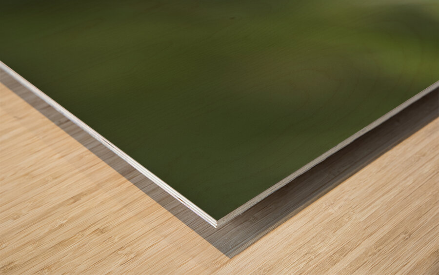 Dew Kissed Flower Bud Wood print