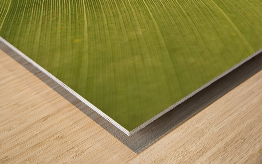 Some Leaf Impression sur bois