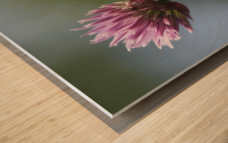 Pink Onion Wood print