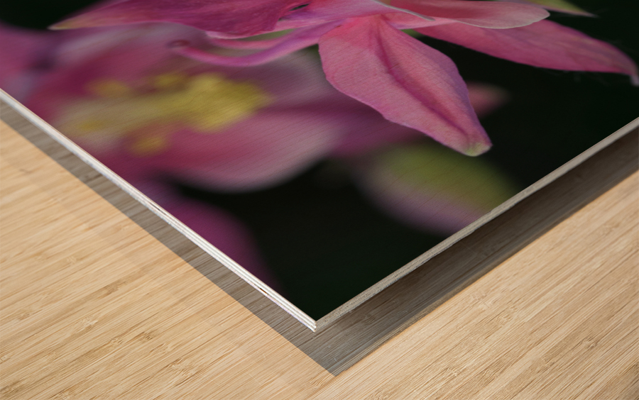 Darling Columbine Wood print