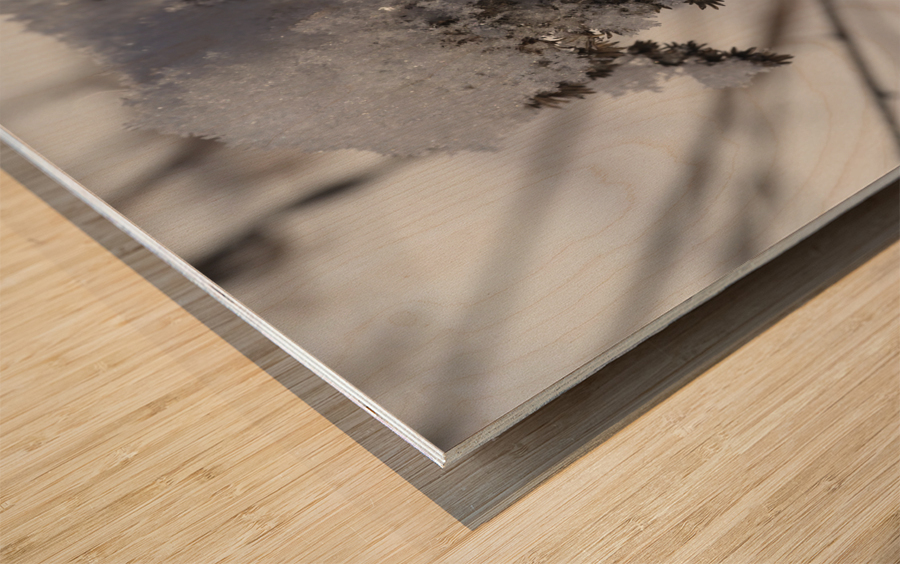 Frozen Goldenrod Wood print