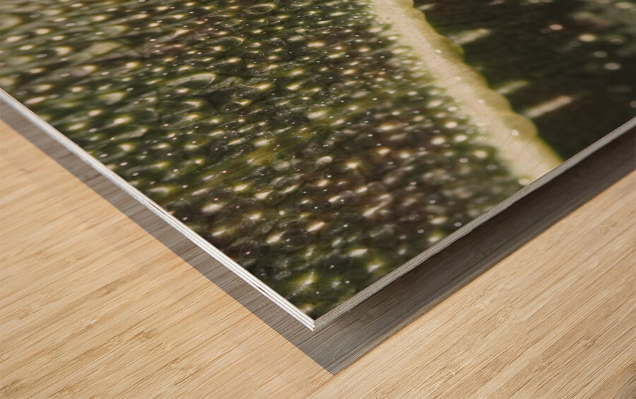 Leaf with Morning Dew Impression sur bois