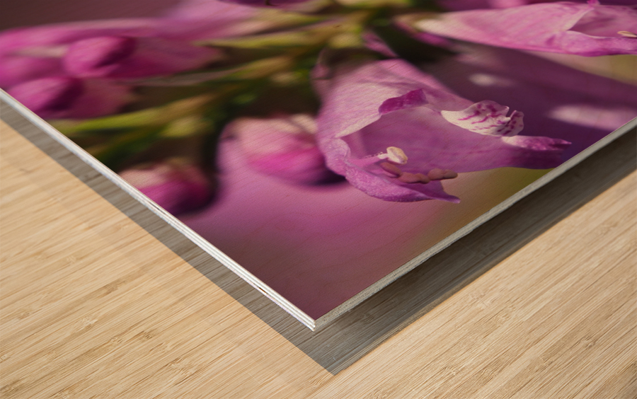 Looking for Something Wood print