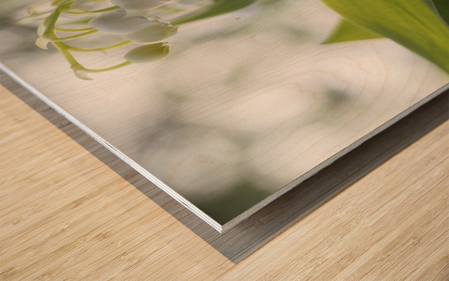 May Lilies Wood print