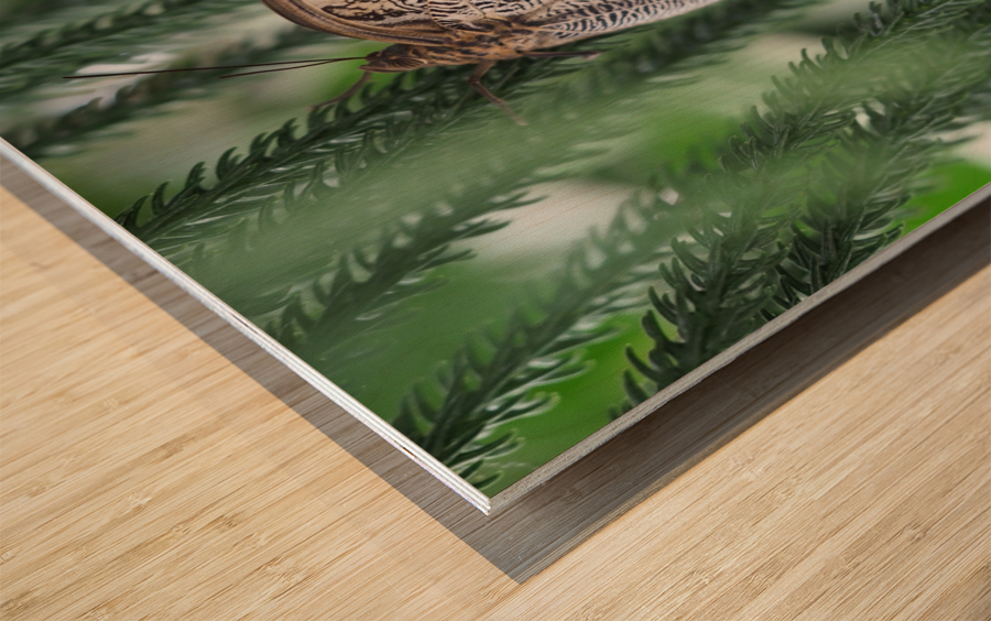 Owl Butterfly Wood print