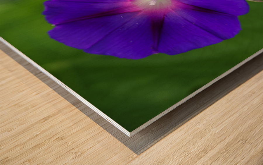 Purple Morning Glories Wood print