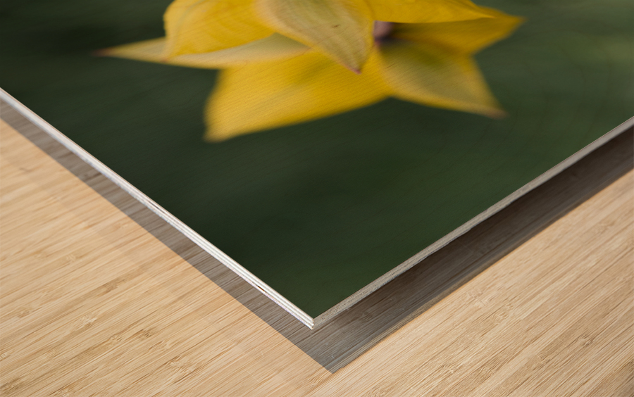 Spring Forward Impression sur bois