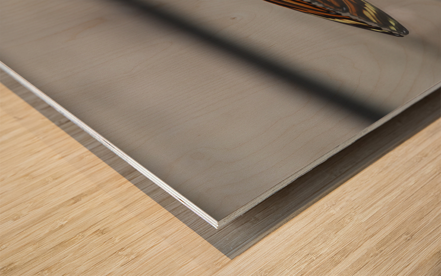 Tiger Heliconian Wood print