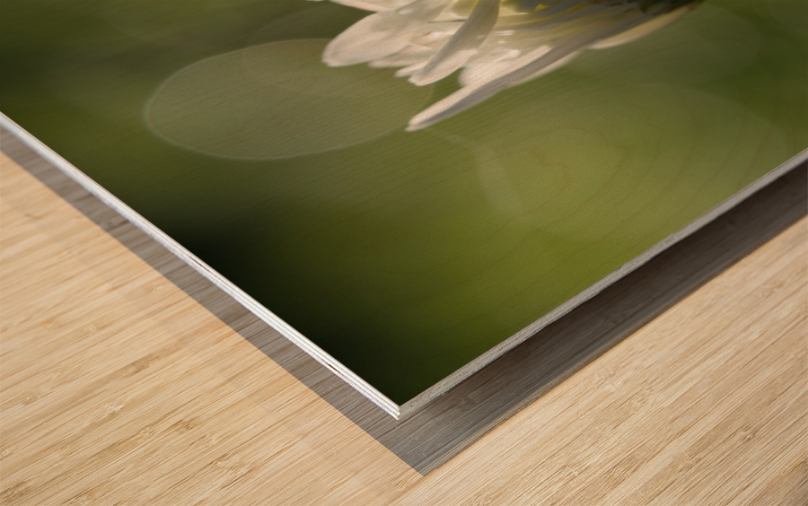 Tranquility Wood print