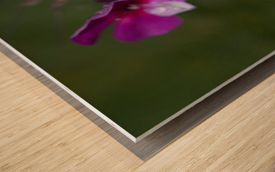 Garden Phlox with Droplets Wood print