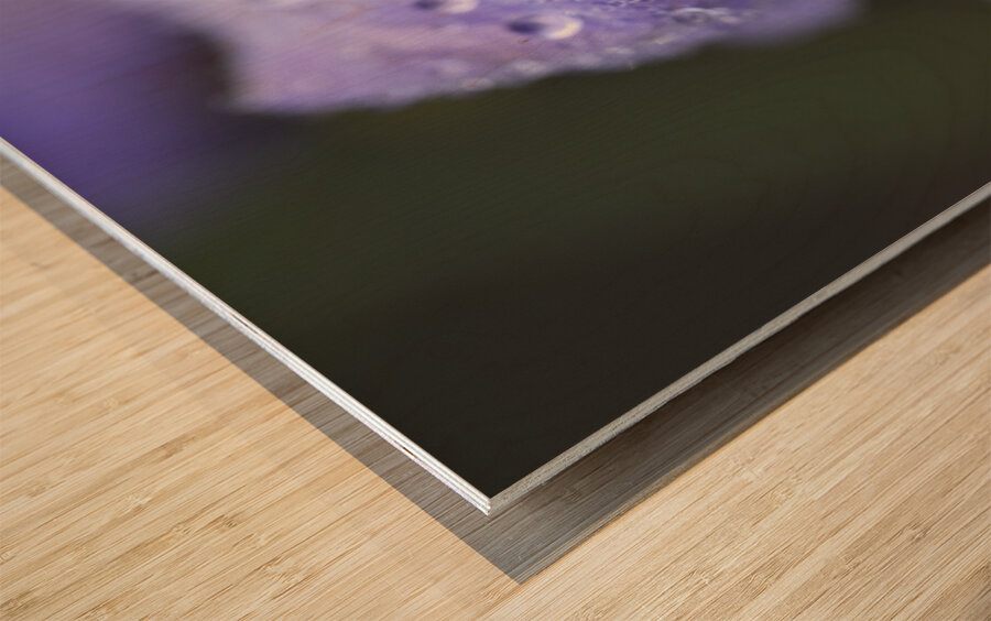 Droplets on a Bellflower Wood print