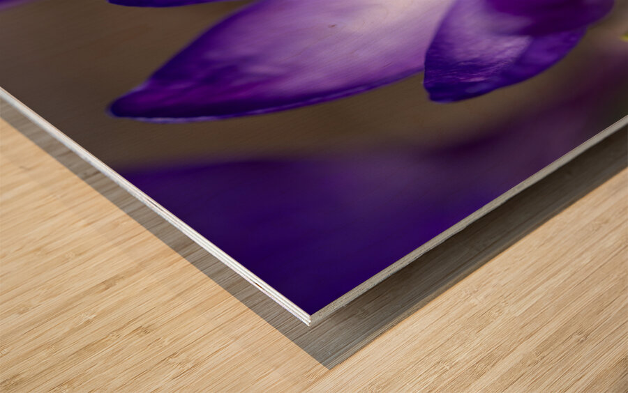 Crocus Closeup Wood print