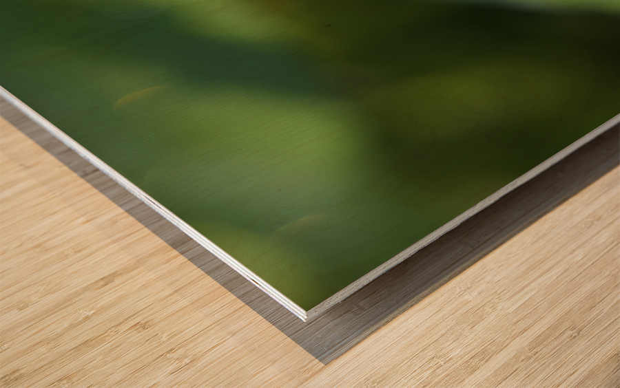 Forget Me Not with Tiny Rainbows Wood print