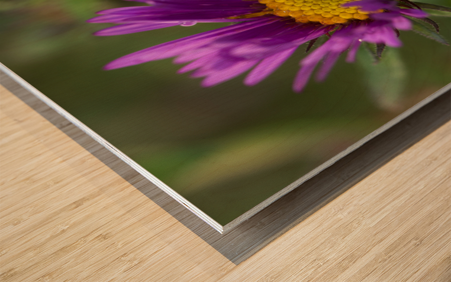 Alpine Aster Wood print