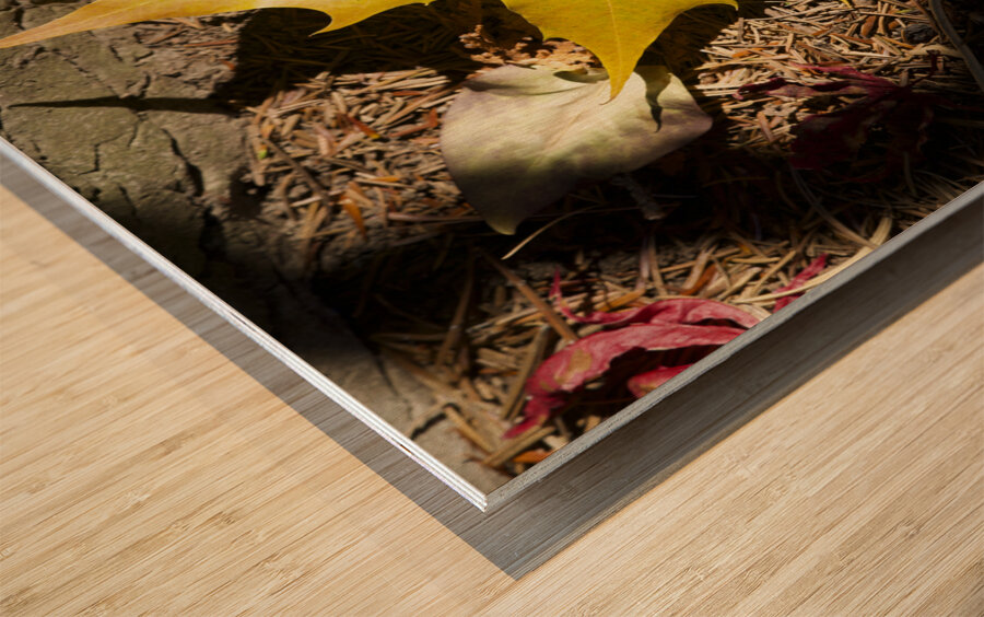 Single Maple Leaf Wood print