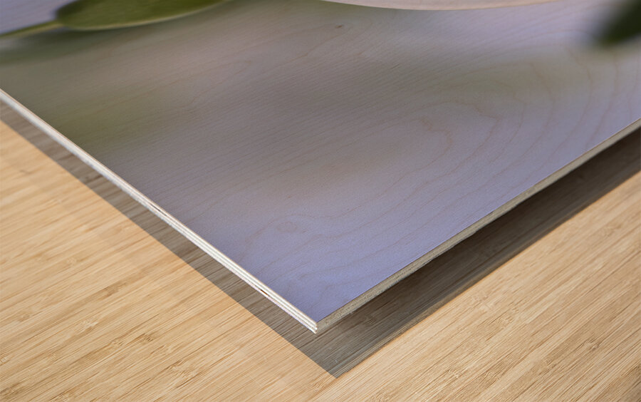 Snowdrop Bulb Wood print