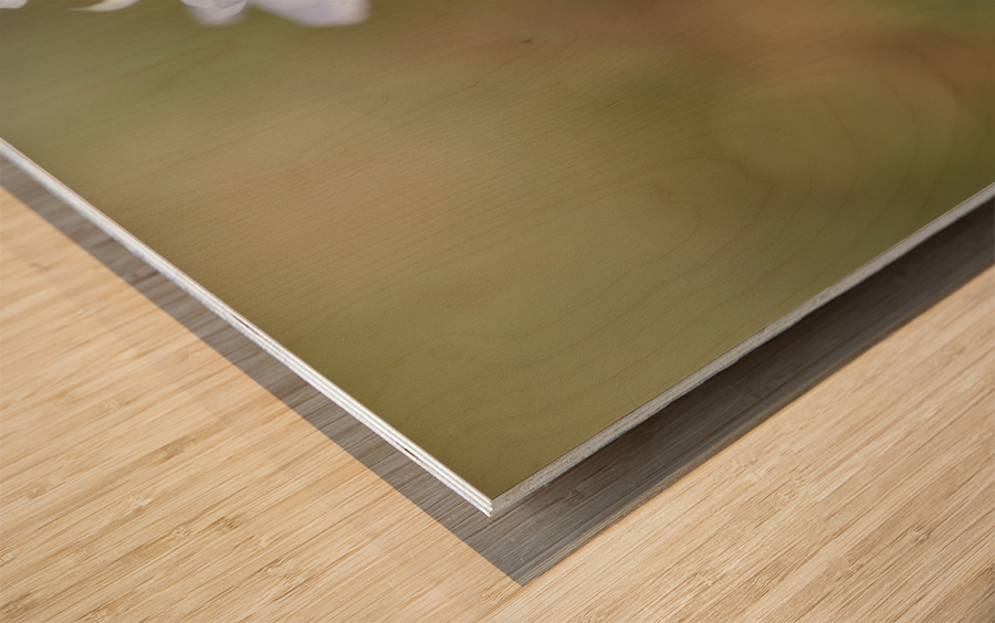 Striped Squill Wood print