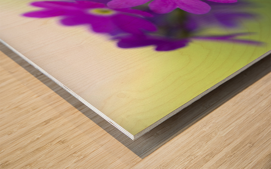 Primula Closeup Wood print