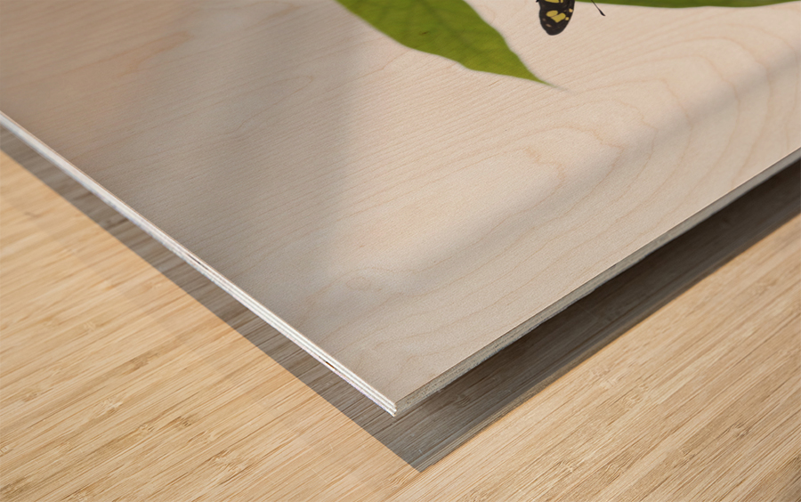 Siproeta Stelenes Wood print