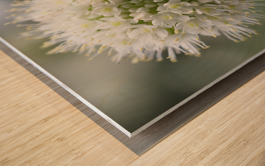 Allium Pskemense Impression sur bois