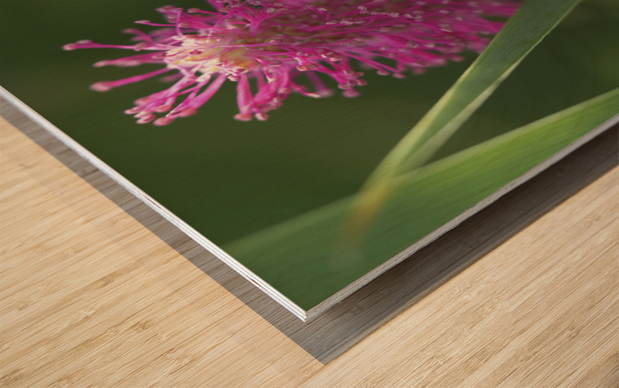 Lilac Squirrel Impression sur bois