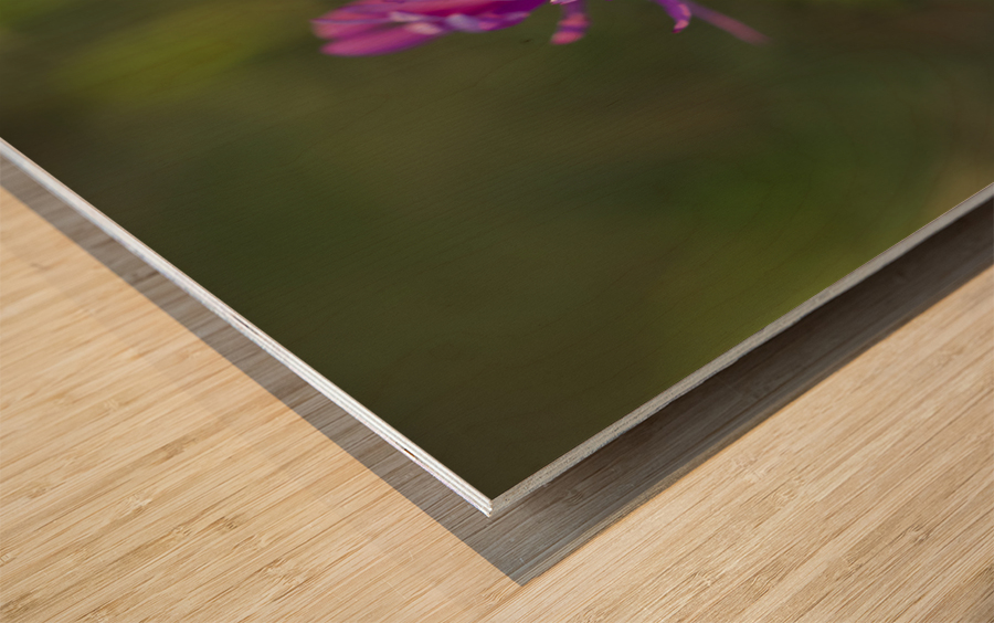 Aster in the Morning Wood print