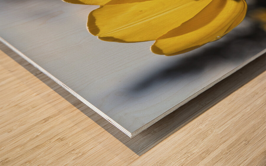 Yellow Tulip Wood print