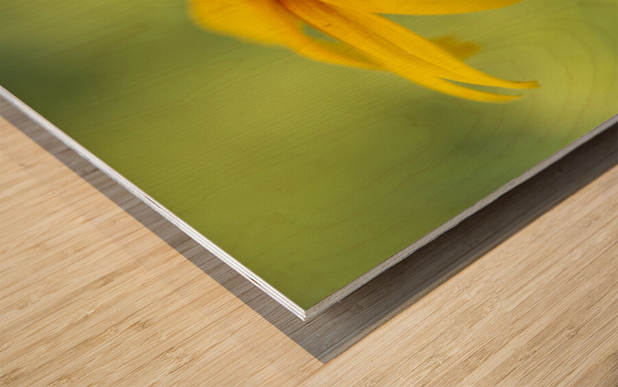 Brown Betty Impression sur bois