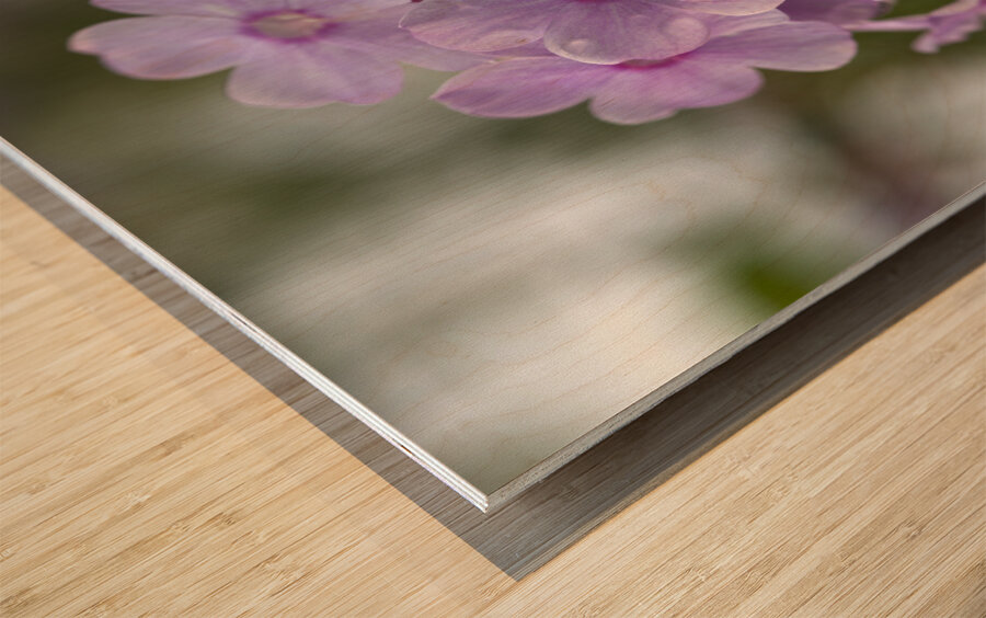 Exquisite Beauties Wood print