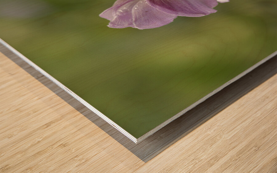 Aspiration Wood print