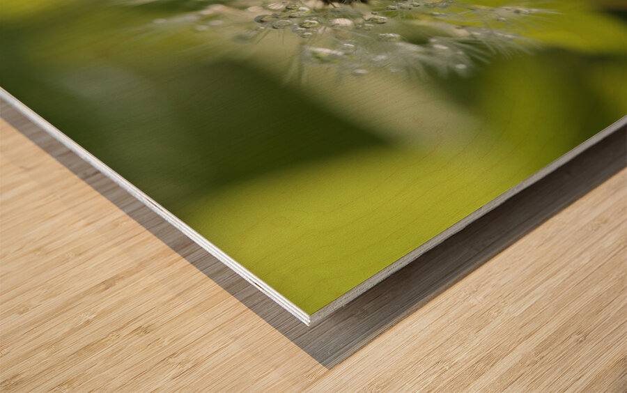 Dandelion with Droplets Wood print