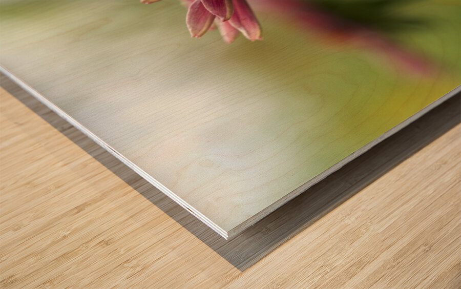 Coneflower Blooming Wood print