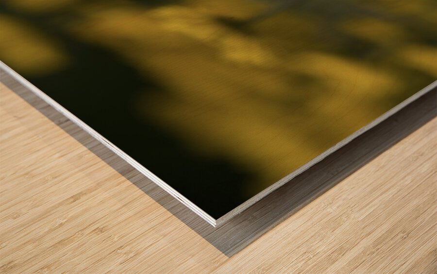 Field of Daisies Wood print