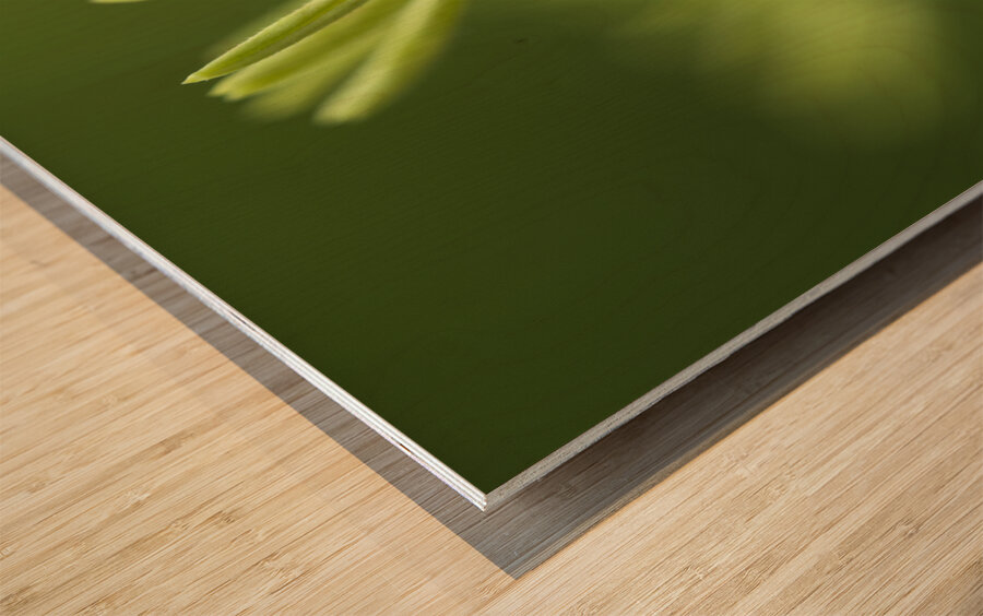 Blooming Coneflower Wood print