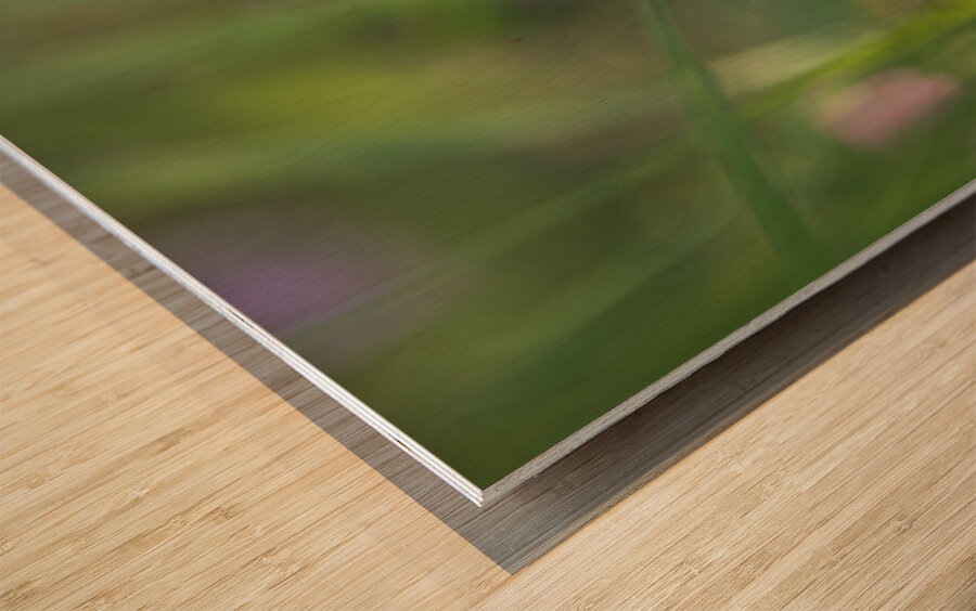 Butterfly Blue Wood print