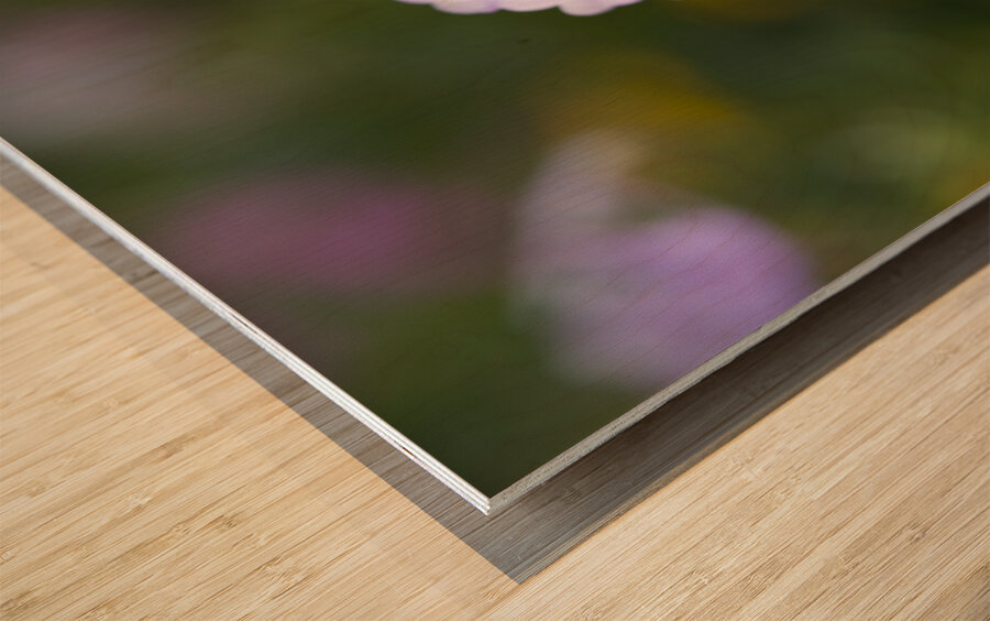 Delicate Ones Wood print