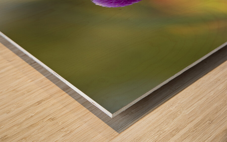 Globe Amaranth Wood print