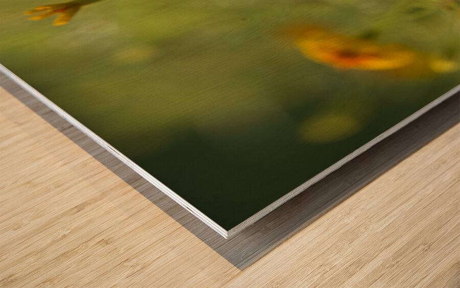 Field of Wild Marigolds Wood print